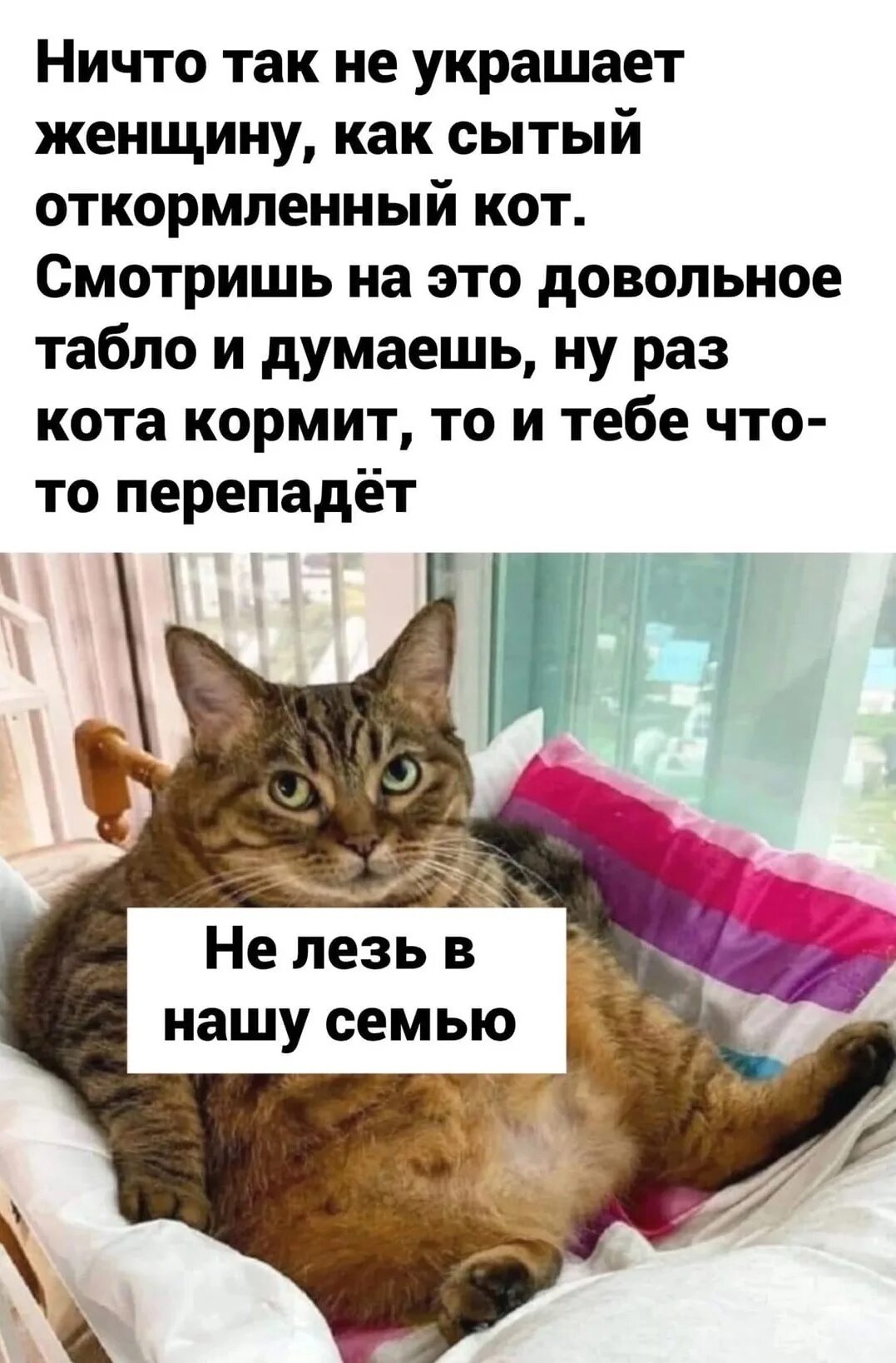 Немного кота. Кошки юмор. ничто так не украшает женщину как сытый откормленный кот. мемы с котиками. о котах с юмором.
