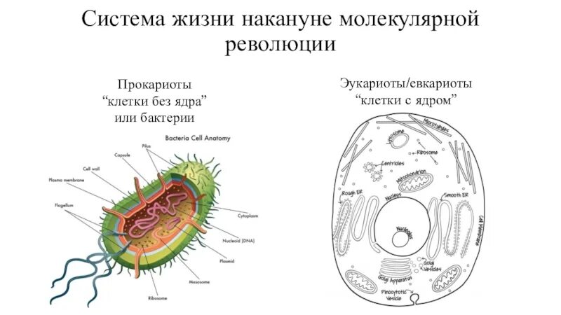 Клетки прокариот не имеют ядра
