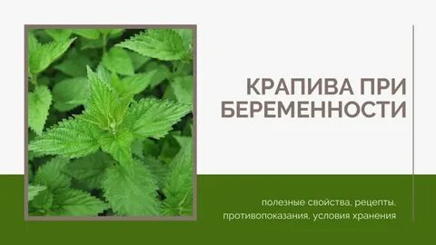 Крапива время