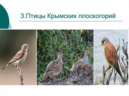 Комплекс птица