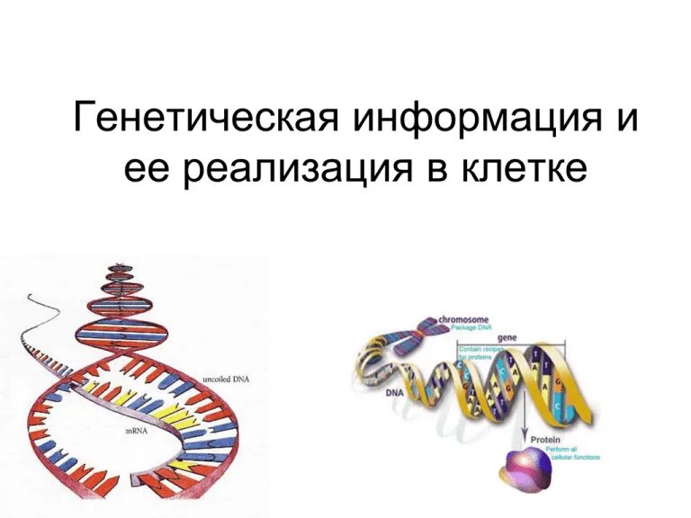 Являются носителями наследственной информации