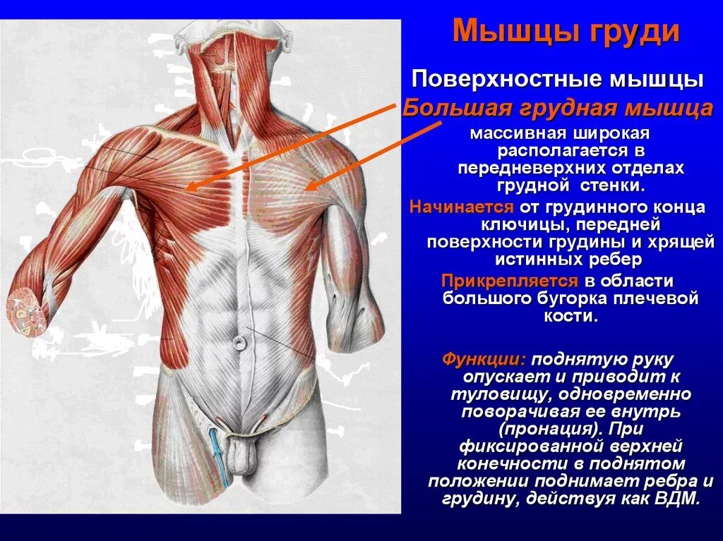 Мышцу расширяющую грудную клетку