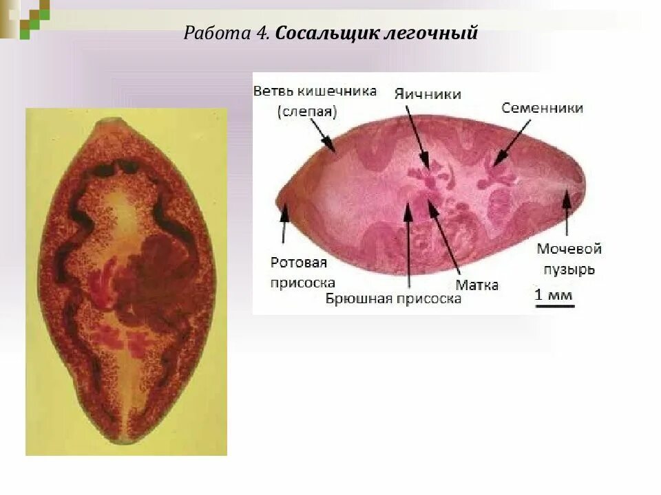 Печеночные сосальщики кишечник. Схема строения легочного сосальщика. Легочный сосальщик морфология. Легочный сосальщик препарат. Строение яйца печеночного сосальщика.