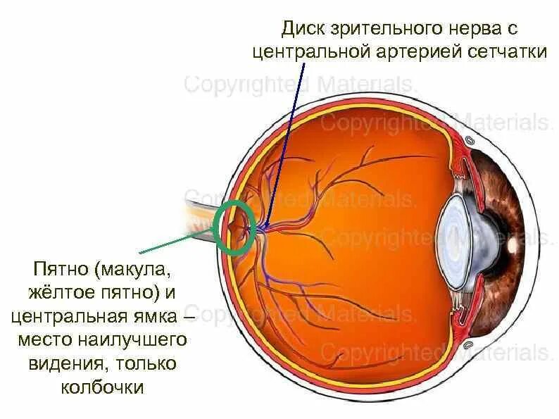 Где в органе зрения находится желтое пятно. Склера роговица сосудистая оболочка. Склера сосудистая оболочка сетчатка. Собственно сосудистая оболочка. Венозный синус склеры шлеммов канал.