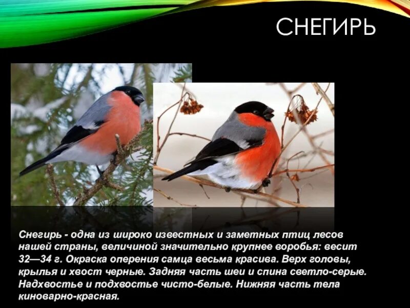 Описание птиц 1 класс. Снегирь кочующая птица. снегирь характеристика птицы для 1 класса. снегирь птица описание. описание снегиря.