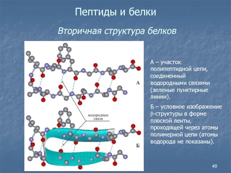 Вторичная структура белков. 3 вида вторичной структуры. Цепь аминокислот вторичная структура. Вторичная структура аминокислот. Вторичная структура полипептидов.