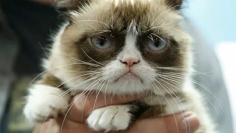 Why did the second cat complain