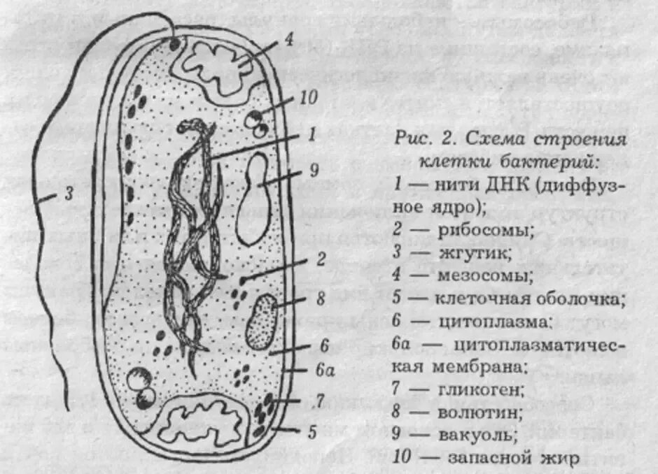 Обобщенная схема строения бактериальной клетки. Структура бактериальной клетки схема. Строение бактериальной клетки 5. 1. Строение бактериальной клетки. Микробиология. Строение клетки бактерии 7 класс