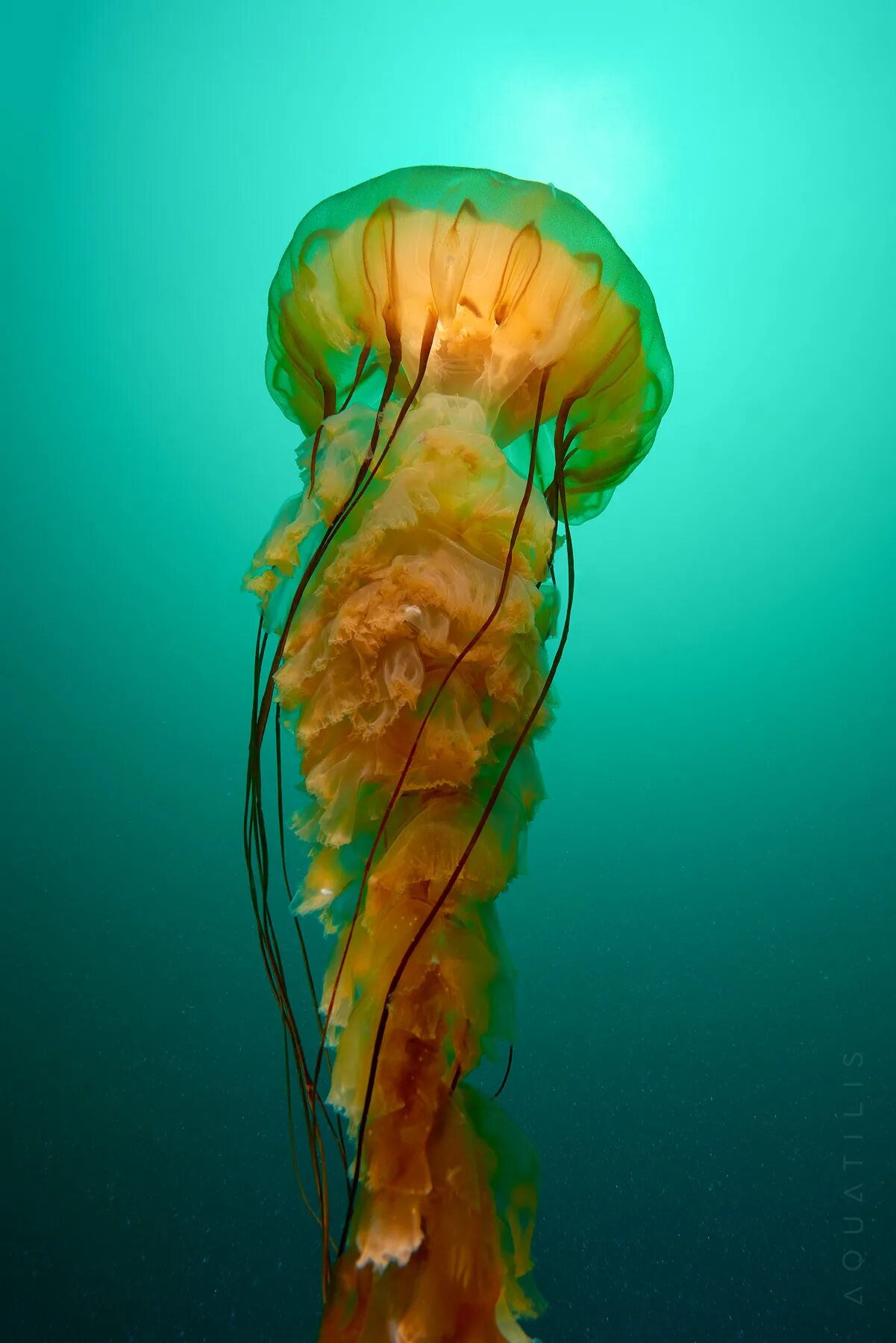 Морская крапива. Chrysaora fuscescens. Медуза хризаора. Акватилис медузы. Chrysaora hysoscella.