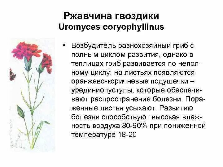 Ржавчина гвоздики. Болезни гвоздики. Болезни гвоздики комнатной. Гвоздика комнатная болезни. Болезни гвоздик