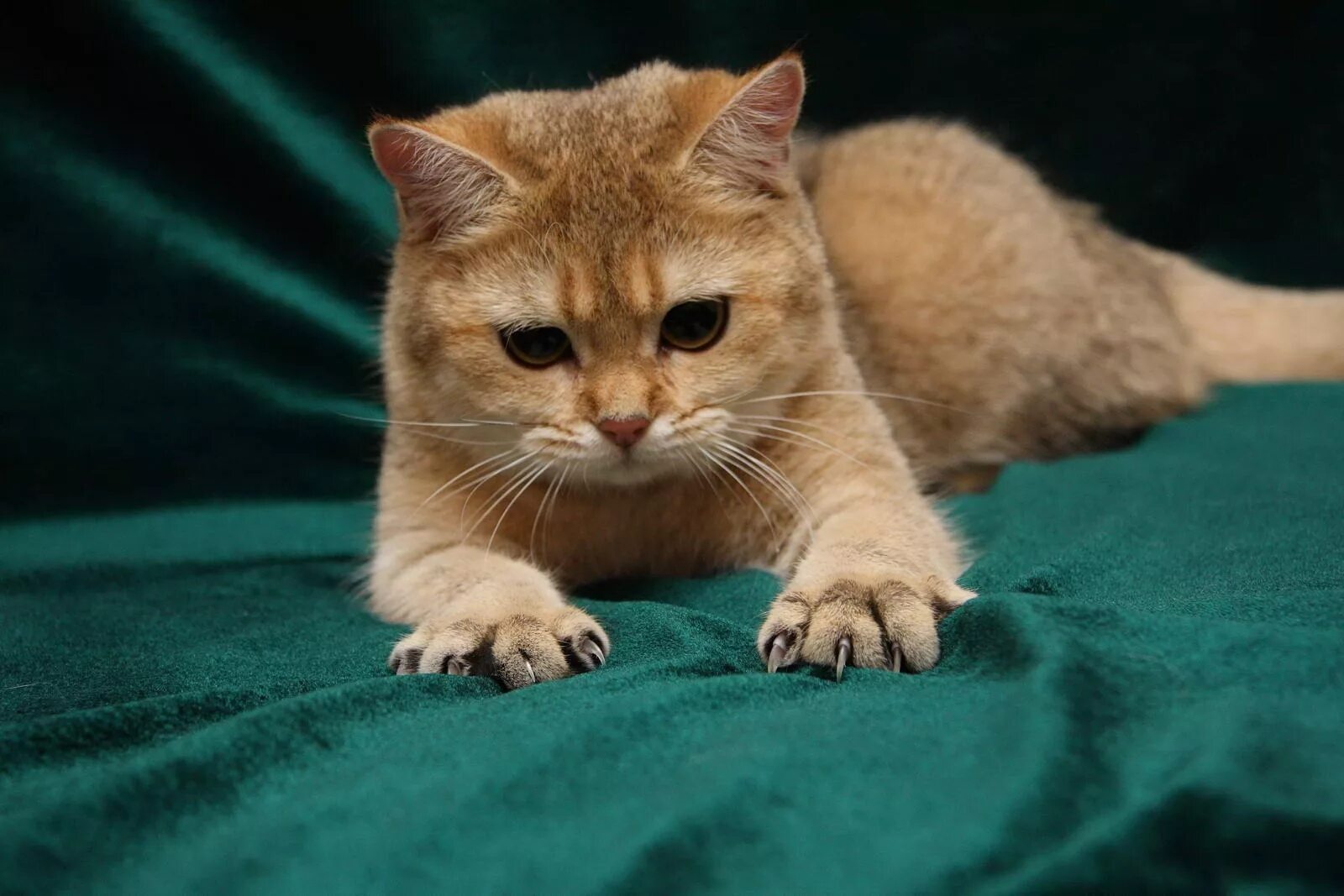 Cat url