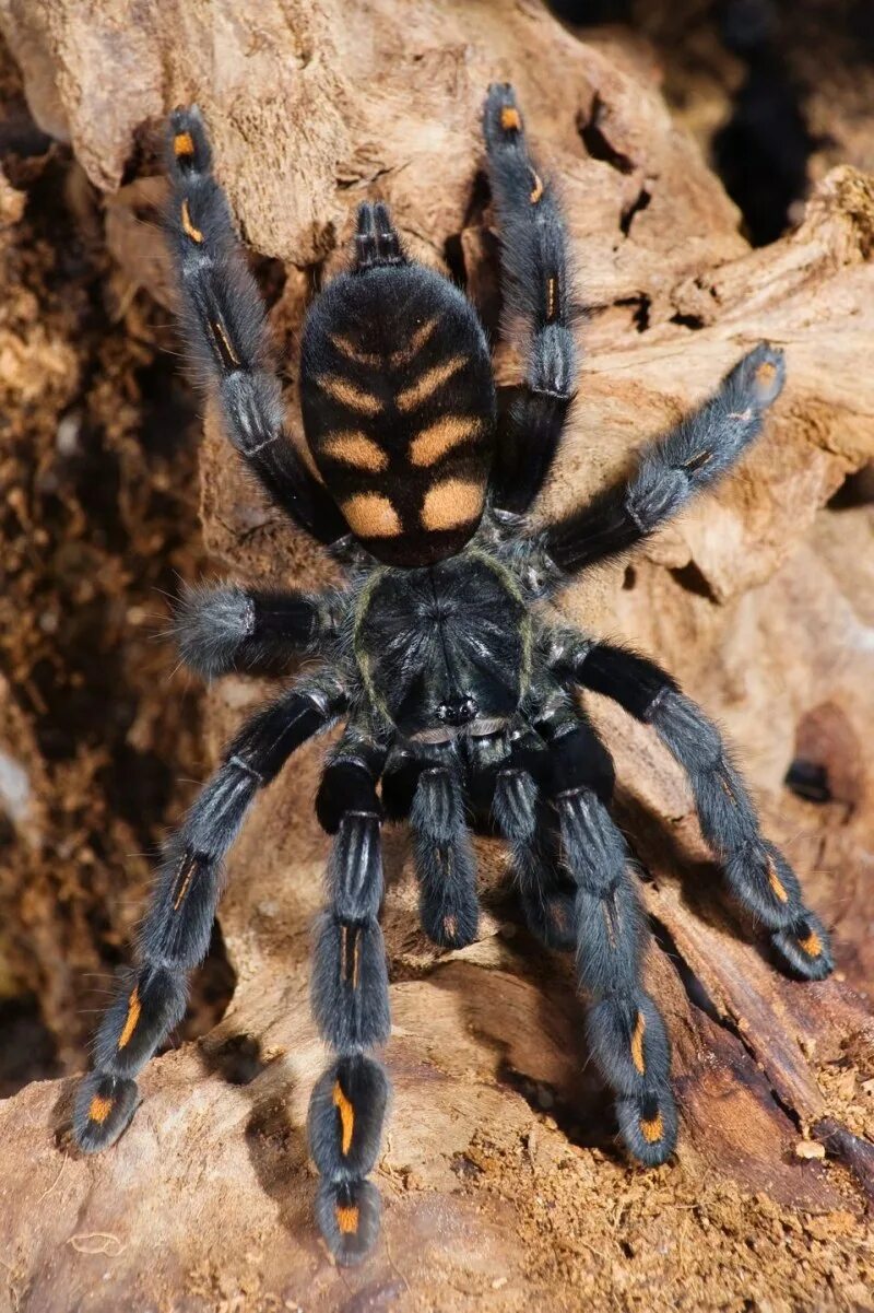 Trading spider