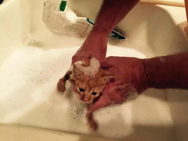 Котятам месяц можно купать. Маленькие котята купаются. Искупали котенка. Первое купание котенка. Когда можно купать котят.