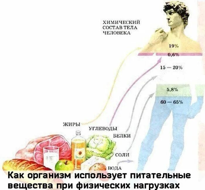 Их в организме человека. Белки жиры и углеводы в организме. Белки жиры углеводы в организме человека. Недостаток питательных веществ в организме. Питательные вещества для организма человека.