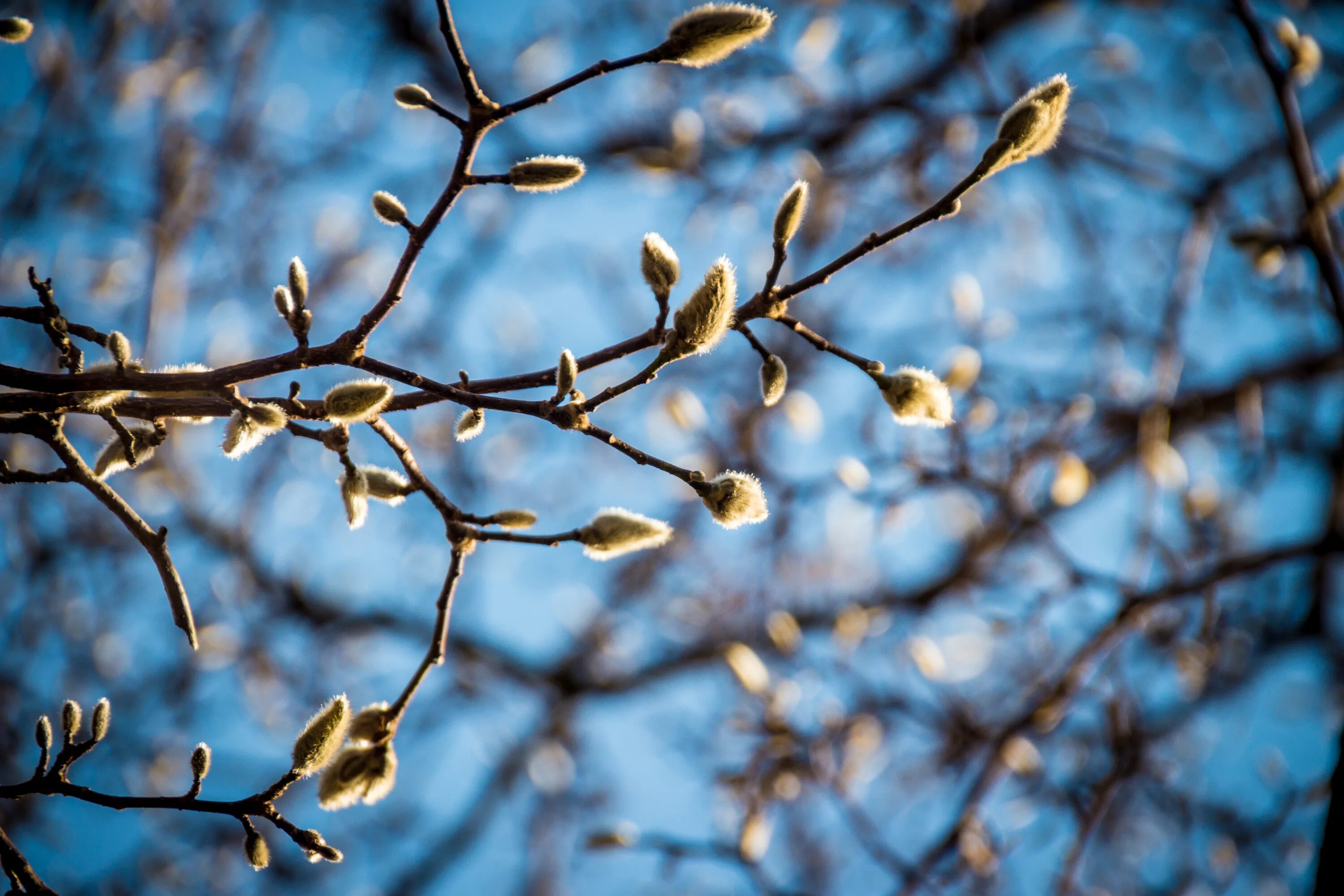 Верба derevo. Веточка дерева. Деревья ранней весной. Ветка. Ветви деревьев.