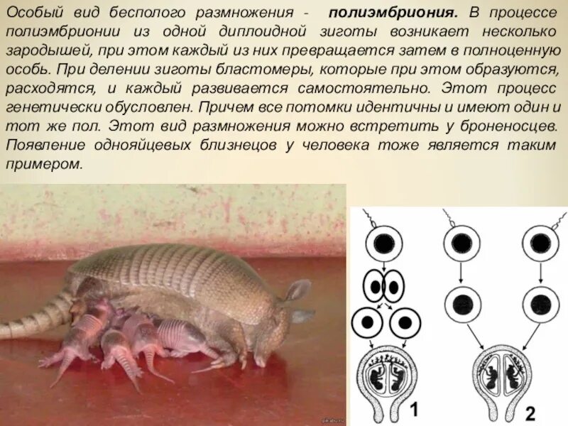 Каким видом размножается. Полиэмбриония у броненосцев. Полиэмбриония краткая характеристика. Полиэмбриония размножение. Бесполое размножение броненосцев.