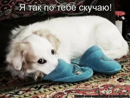 Колд карти я так скучаю
