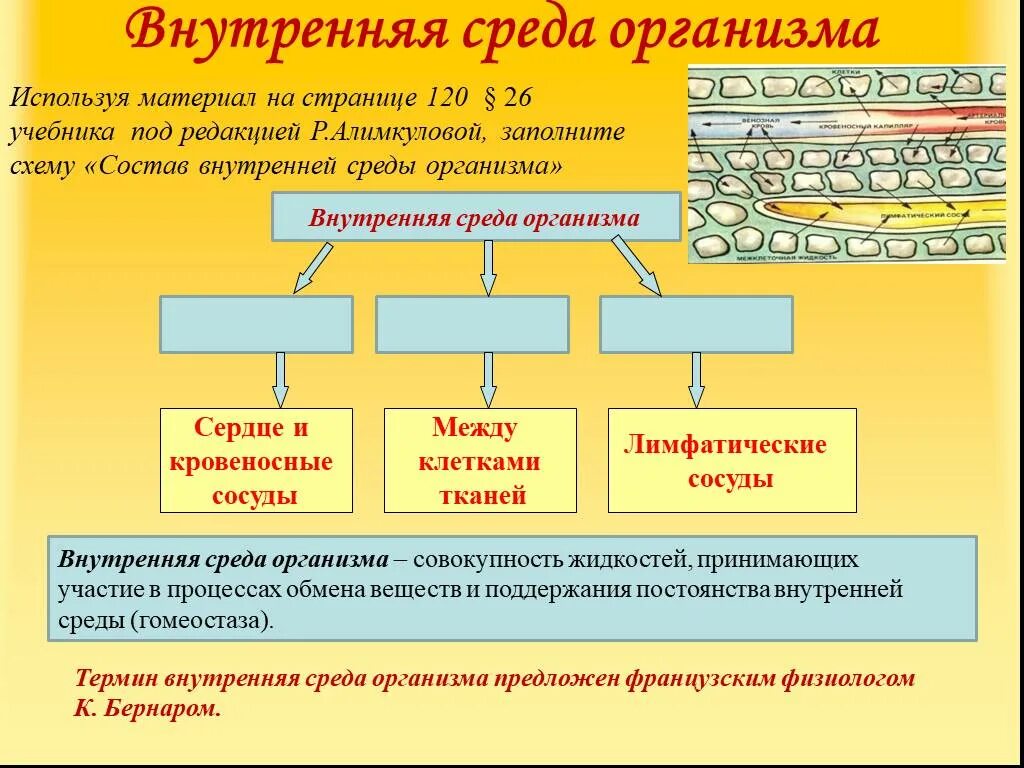 Схема взаимосвязи компонентов внутренней среды организма. Схема компоненты внутренней среды организма 8 класс. Схема внутренняя среда организма 8 класс биология. Кровь внутренняя среда организма схема.