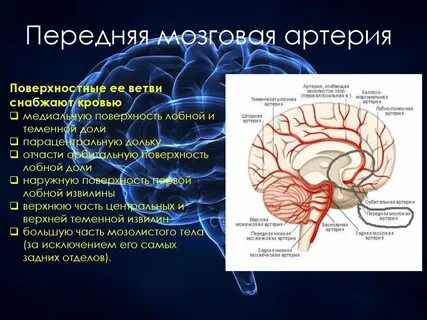 Соответствие артерия