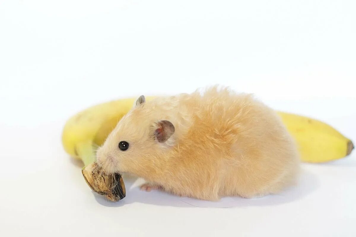 Можно давать хомякам банан. Хомячок и банан. Хомячок ест банан. Хомяк осматривает банан. Хомяк и банан картинка.