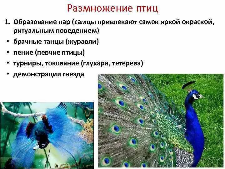 Образование пар у птиц. Привлекающая окраска примеры. Класс птицы размножение. Привлекающая окраска птиц.