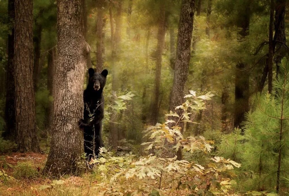 Жизнь медведей в лесу. Медведь в лесу. Лесные обитатели. Дикий лес. Жизнь животных в лесу.