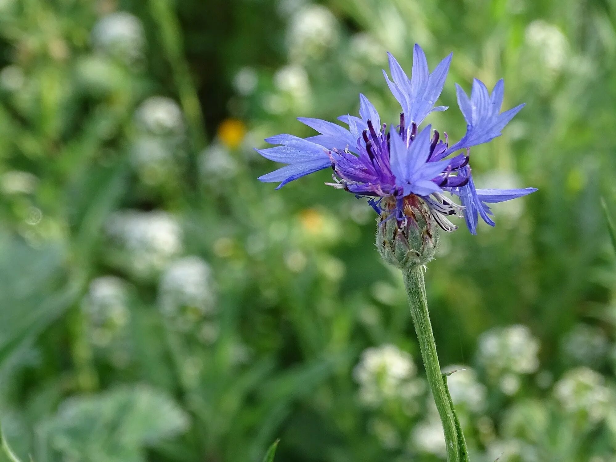 Василек теребовльский. Василек синий (Centaurea cyanus). Василек медонос. Василек гребенчатый. Василек иберийский.