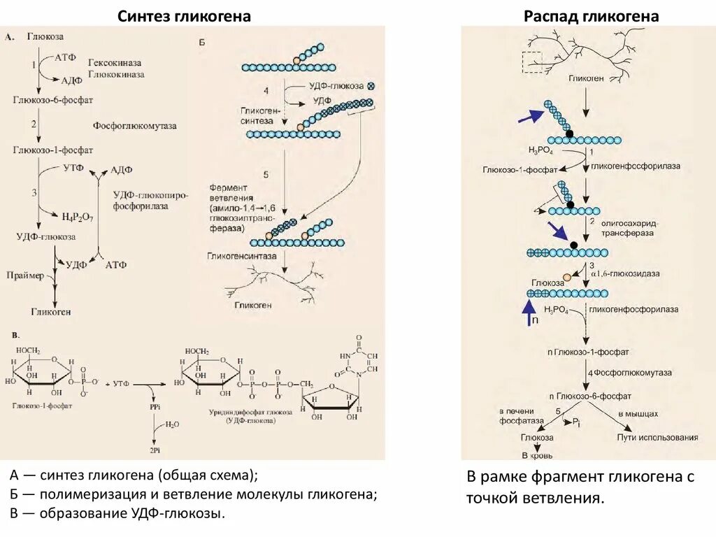 Ферменты превращения глюкозы в гликоген. Синтез и распад гликогена в печени. Синтез гликогена в печени схема. Синтез и распад гликогена в печени биохимия. Регуляция синтеза гликогена схема.