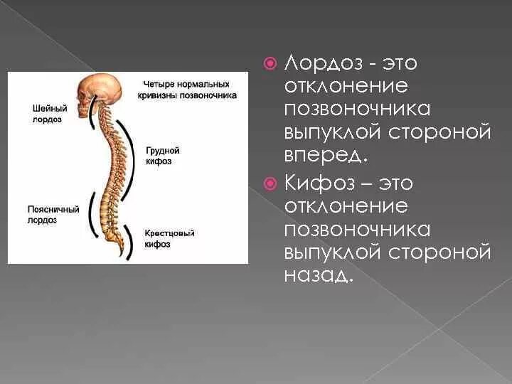 Четыре изгиба позвоночника