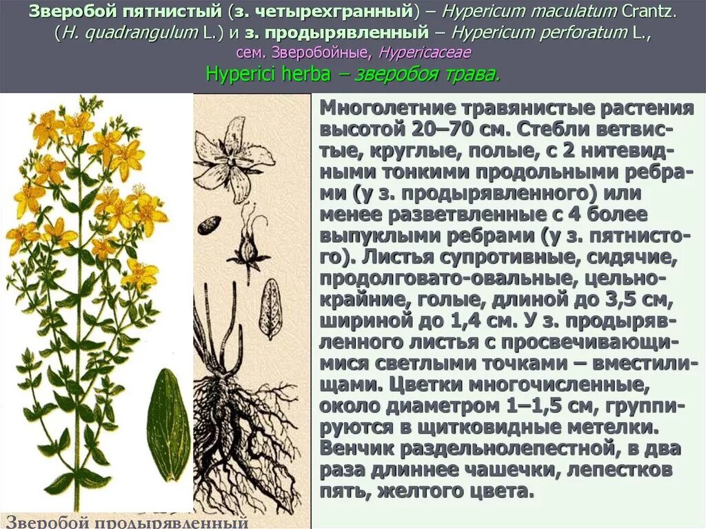 Зверобой продырявленный семейство. Зверобой обыкновенный Hypericum perforatum. Зверобой продырявленный стебель. Зверобой продырявленный зверобой пятнистый.