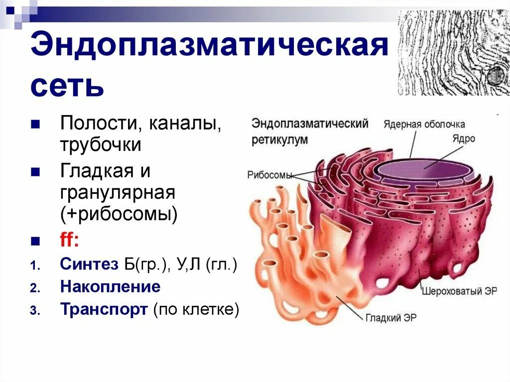 Пузырьков эпс. Эндоплазматическая сеть ретикулум функции. Шероховатая ЭПС строение.