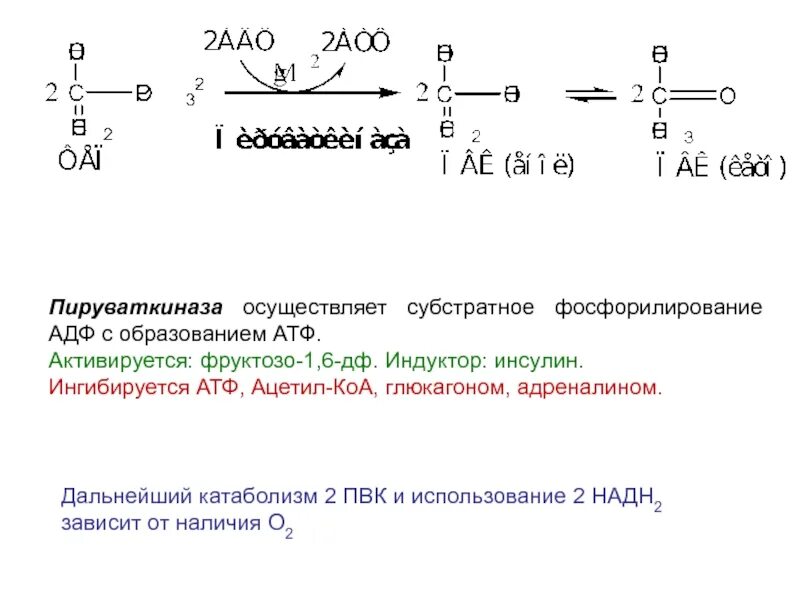 Субстратное атф. Пируваткиназа. Субстратное фосфорилирование АТФ. Субстратное фосфорилирование ацетил КОА. Субстратное фосфорилирование АДФ.