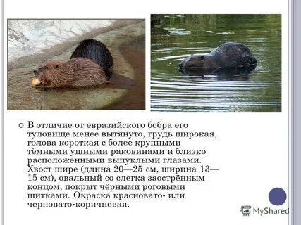 Продолжительность жизни бобра
