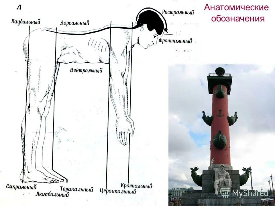 центральная система спинного мозга. направления в анатомии человека. каудальный отдел позвоночника.