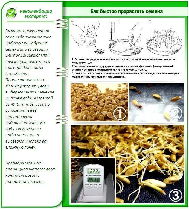 Как подготовить семена томатов к посеву