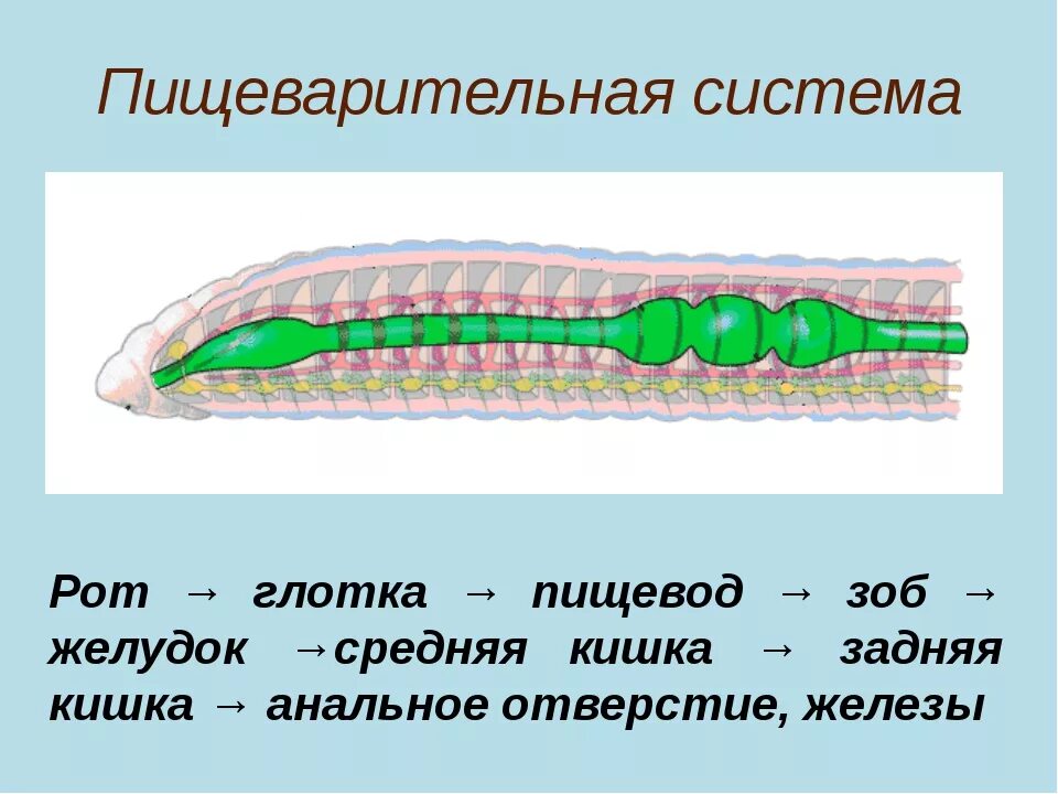 Пищеварительная система кольчатого червя. Пищеварительная система кольчатых червей 7 класс биология. Органы пищеварительной системы кольчатых червей. Пищеварительная система кольчатых червей 7 класс.