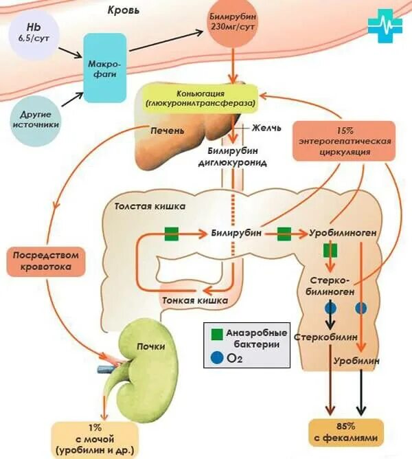 Кал на желчные кислоты. Схема образования билирубина. Схема образования непрямого билирубина. Схема превращения билирубина в организме. Схема обмена билирубина пропедевтика.