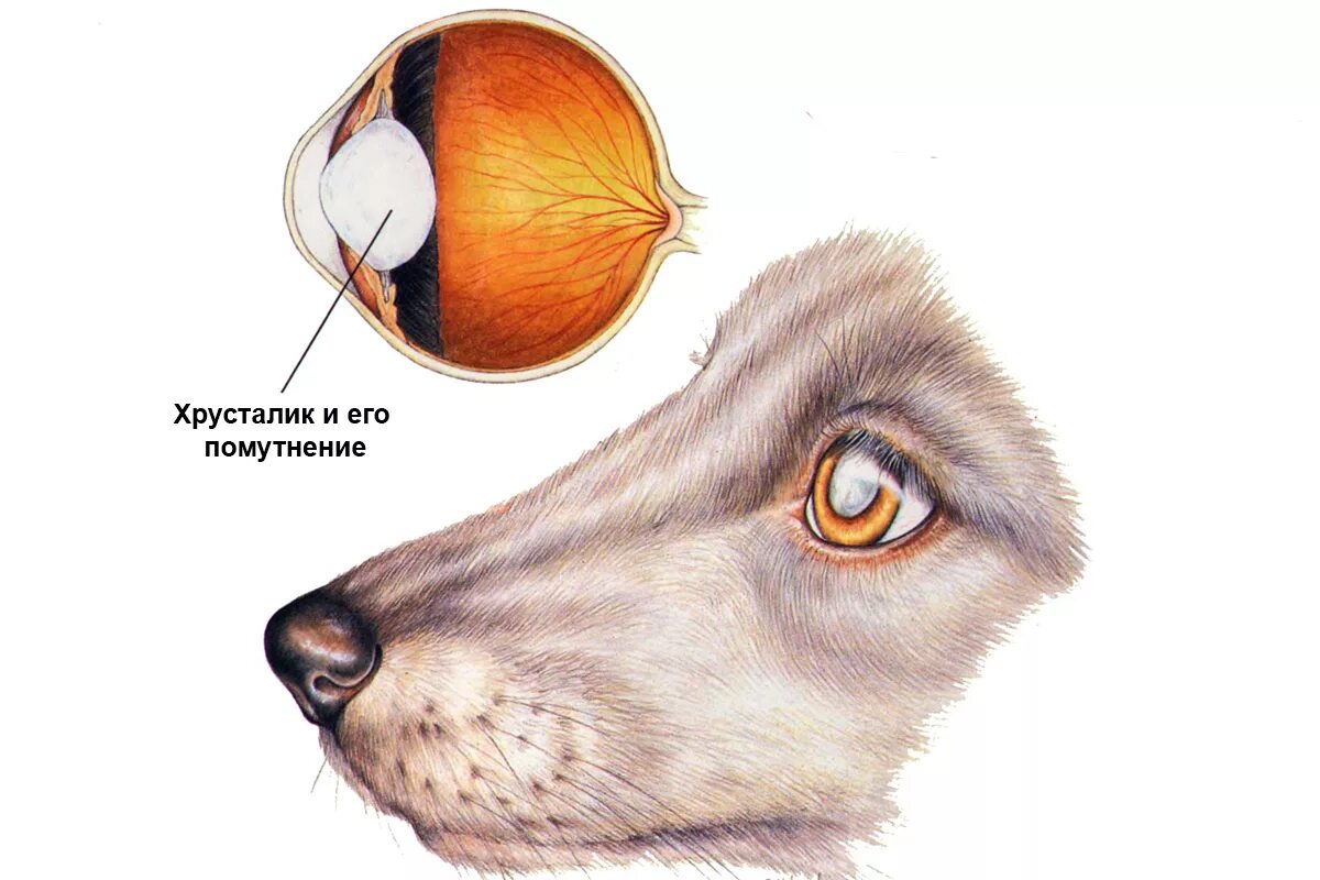 Слезные железы у собак. Помутнение хрусталика у соьа. Помутнение хрусталика глаза у собаки. Мутный хрусталик у собаки.