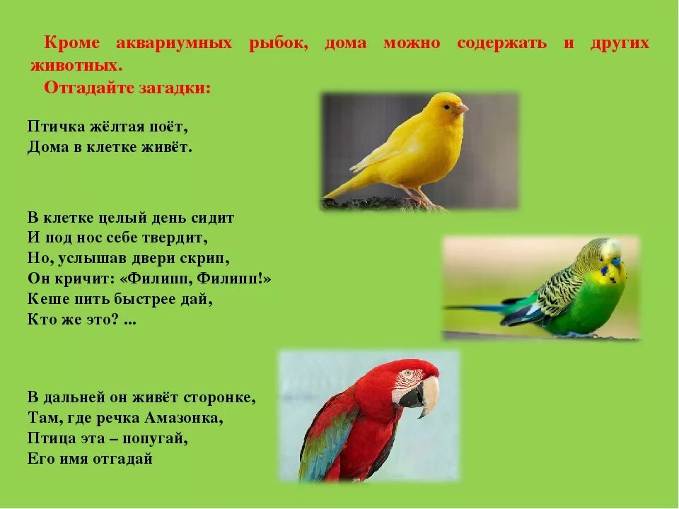 Загадки про птиц 4 года. Загадки про птиц. Загадки о пернатых. Загадки про птиц для дошкольников. Отгадать загадки птицы.