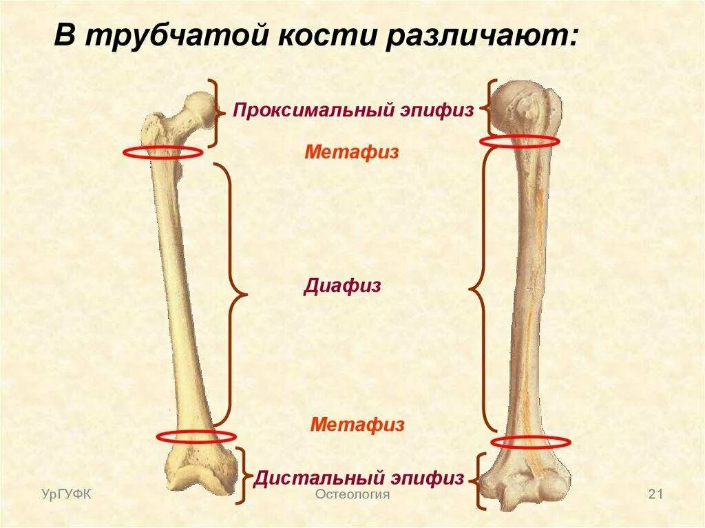 Проксимальный участок