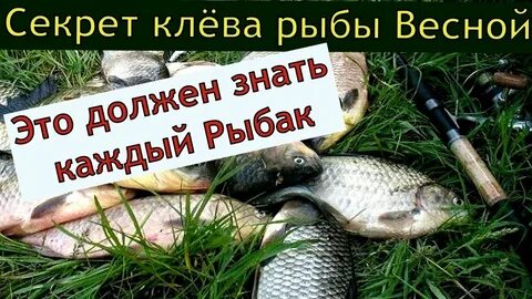 На что клюет рыба в октябре