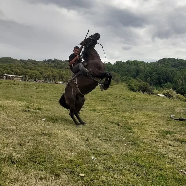 Ансары это. Ансар на коне. Ансар кайтов на лошади. Алиева на лошади.