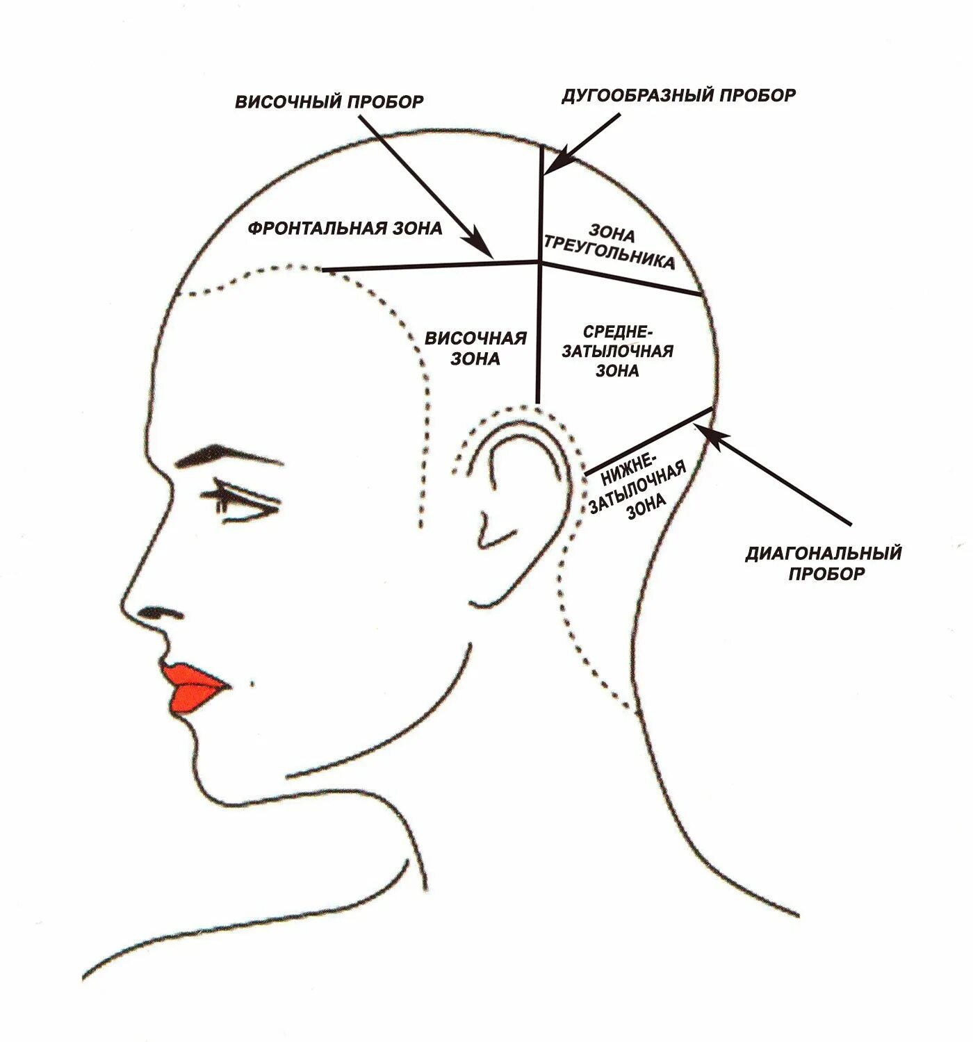 Затылок это где. Деление волос на зоны и проборы при стрижке. Зоны головы височно теменная зона. Схема теменная зона головы. Разделение волос на зоны и проборы схемы.