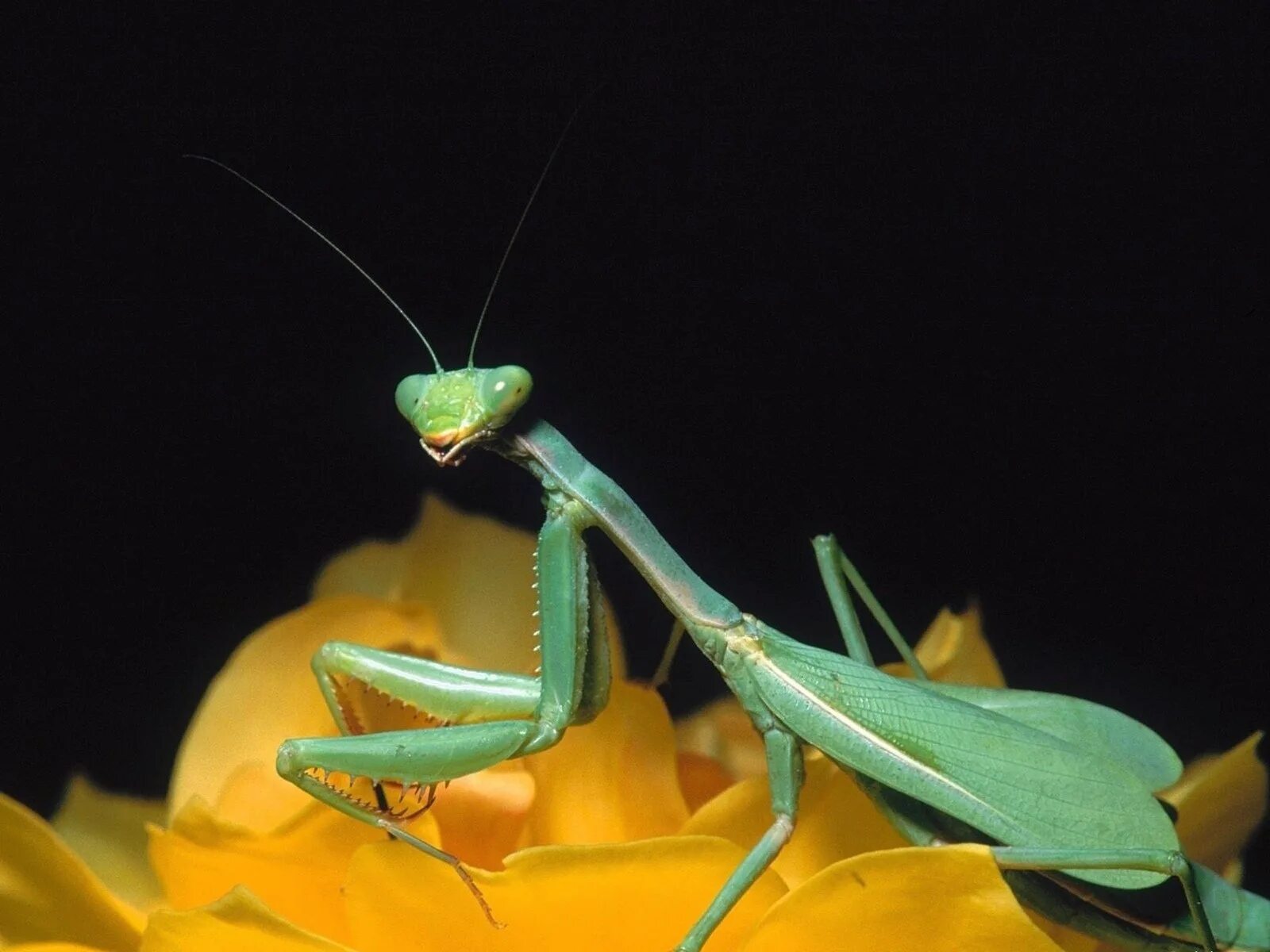 Жук богомол. Ischnomantis Gigas богомол. Земляной богомол. Богомол Creobroter meleagris. Б богомолов