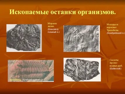 Наука изучающая ископаемые растения