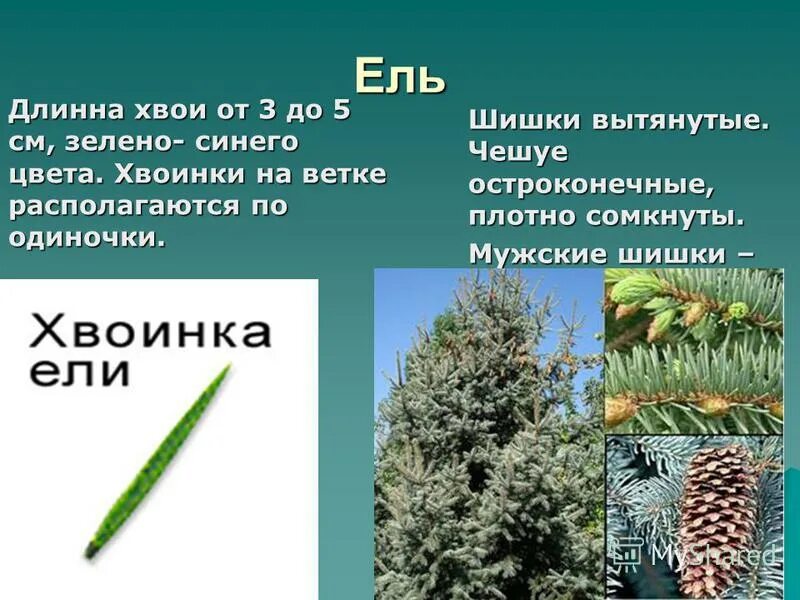 Где находится ели. Ель обыкновенная ее хвоинки. Форма хвоинки ели. Расположение хвоинок у ели. Ель хвоинки описание.