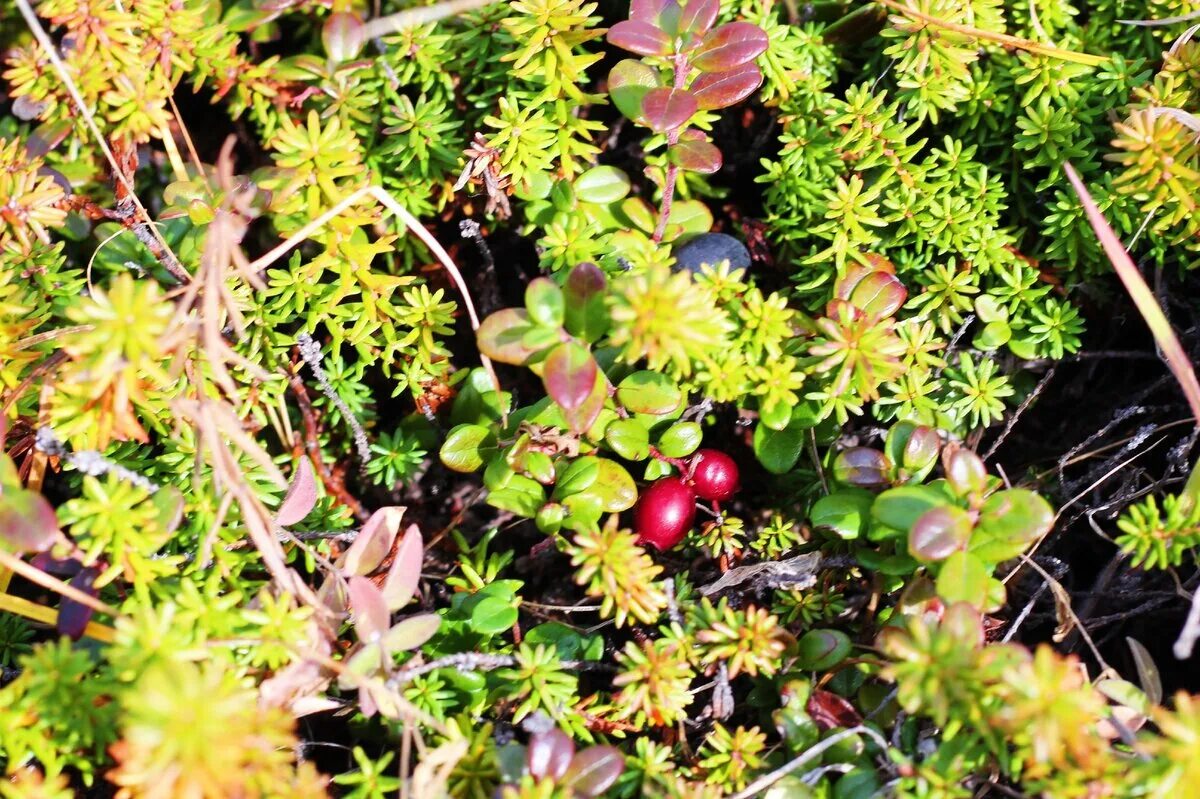 Растительность нарьян мара. Растительность севера. Вечнозеленые кустарники предгорья кавказа. Растительность севера. Северный мох ягель.