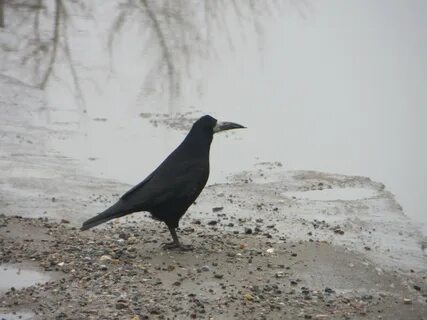 Грач нижний новгород