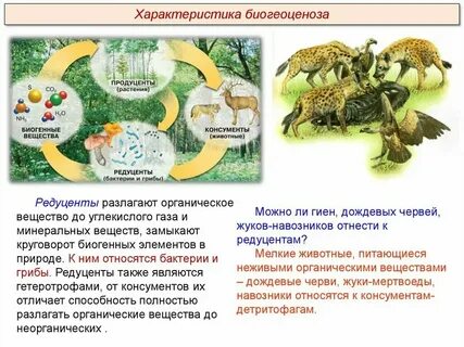 Редуценты продуценты консументы детритофаги