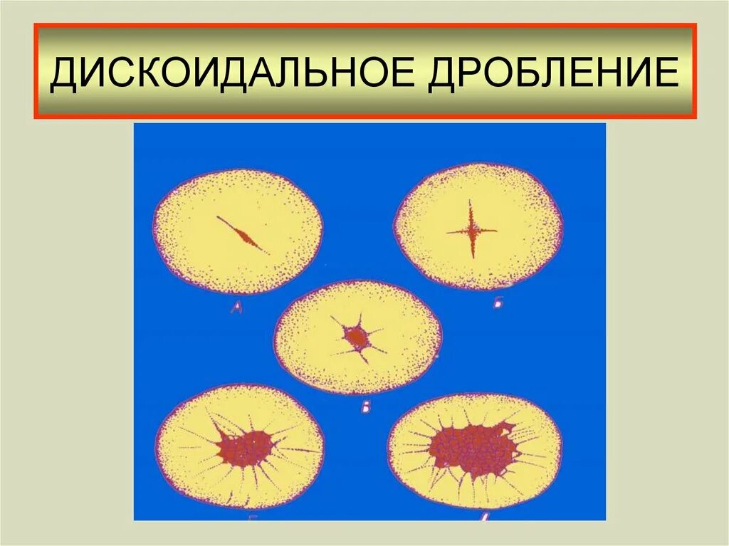 Дискоидальное дробление. Дискоидальное дробление зиготы. Неполное дискоидальное дробление. Бластуляция кратко. Типы дробления частичное дискоидальное.